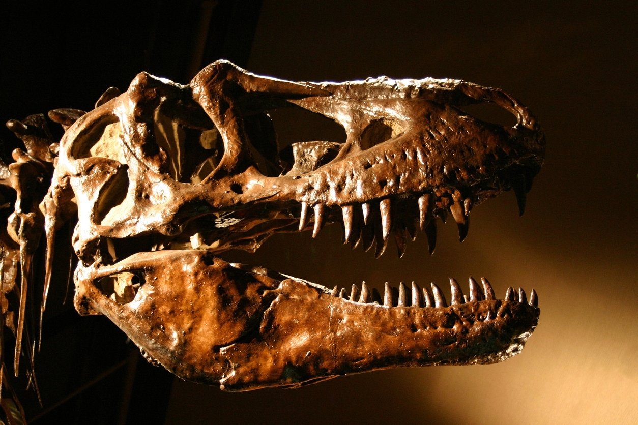 T-Rex Dinosaur Skull